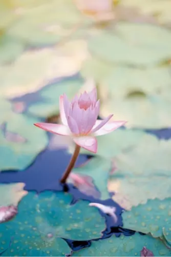 quotes about mindfulness